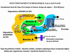 HLBE512 Cours Bacterio CM4 Mardi  3 nov 2020