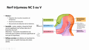 11/01/2023	15h30	17h30	Neurologie - CM1	Dr FORSTER Ophélie	Classe virtuelle	DFGSM3		5467854031	visio et enregistrement