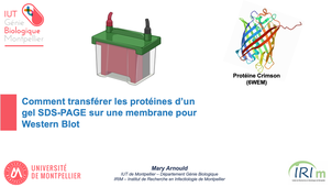 Comment transférer les protéines d'un gel SDS-PAGE sur une membrane pour Western Blot