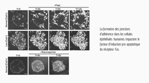 Article 7 apoptose