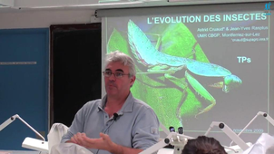 TP insectes: classification phylogénétique