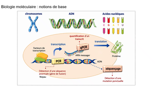 Explorations médullaires en hématologie _ Pr S. Carras