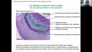 CM2 HLBE101 morpho anat des plantes Partie 3