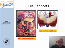 Anatomie du Diaphragme Thoracique (partie II)