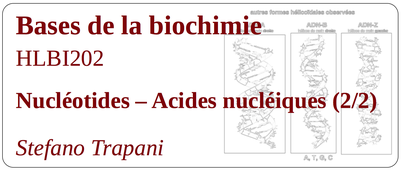 HLBI202_Nucl_2 (pour Série 7)