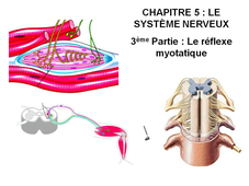 DAEU B – Cours de Biologie Chapitre 5 – Le système nerveux 3ème Partie : Le réflexe myotatique