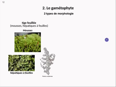 HLBE402-CM7 Marchantiophytes et Bryophytes 2021