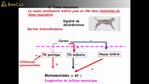 MOTRICITE CM4