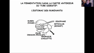 CM6. Le tube digestif.