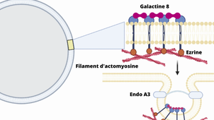 Article Vesicular Trafficking 1