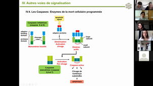 Fin Chapitre Signalisation (chapitre 3 > End)