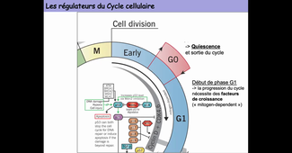 DUT ABB - Cours BioCell 04-01-2021