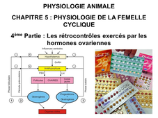LICENCE DE BIOLOGIE Cours de Physiologie animale CHAPITRE 5 : PHYSIOLOGIE SEXUELLE DE LA FEMELLE CYCLIQUE 4ème Partie : Les rétrocontrôles exercés par les hormones ovariennes