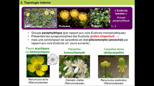 CM5_Eudicots1