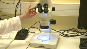 Atelier Technologie Alimentaire - Loupe Binoculaire.