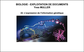 BIOLOGIE – EXPLOITATION DE DOCUMENTS : Organisation fonctionnelle de la cellule – 22eme Partie « L’expression de l’information génétique»