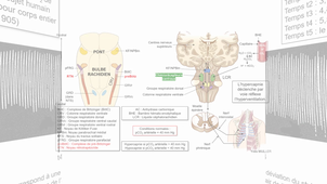 Régulation de la ventilation pulmonaire