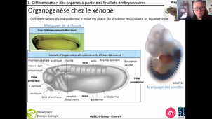 HLBE201-cours4-chap1