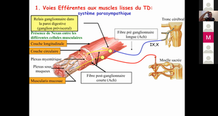 UE-Appareil-Digestif-Physiologie-CM3