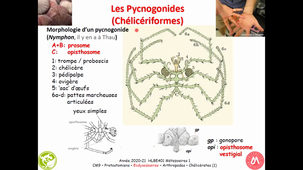 HAV408H - Protostomiens Ecdysozoaires Arthropodes Chélicérates (1)