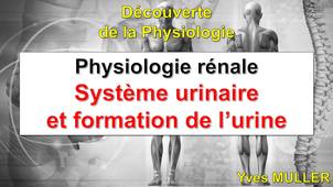 Système urinaire et formation de l’urine