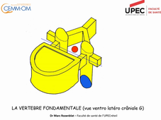 Theorie_Rachis_Thoracique_Anatomie_UPEC_2020