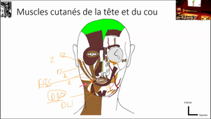 CM3 - Tête et Cou - Anatomie - Pr CAPTIER - 13/02/2024