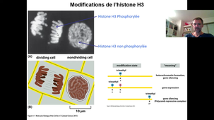 Chromatine suite et fin