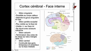 02-2019-2020-charret-radioanatomie-duo-video