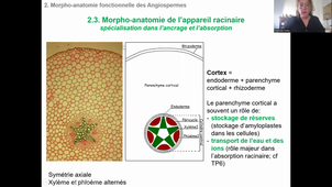 CM1 Organes et Tissus végétaux - partie 2