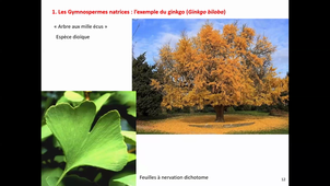 HLBE402-CM9 Spermatophytes