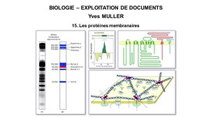 BIOLOGIE – EXPLOITATION DE DOCUMENTS : Organisation fonctionnelle de la cellule – 15ème Partie « Les protéines membranaires »