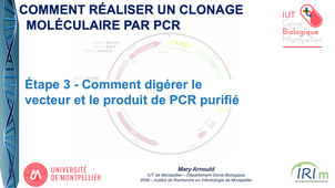 Clonage Moléculaire par PCR - Étape 3 – Comment digérer le vecteur et le produit de PCR purifié