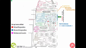 HAV408H - Arthropodes Mandibulates Crustacés (1)