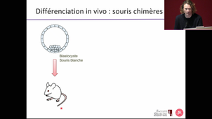 MAM2BTMR_M2S1_Pr.De Vos_Reprogrammation cellulaire / les IPS et leurs applications (suite)_20/11/2024
