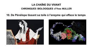 10. La Chaîne du Vivant - Chroniques Biologiques d’Yves Muller - De Pénélope tissant sa toile à l’enzyme qui efface le temps
