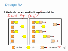 Cours-Techniques Immunos