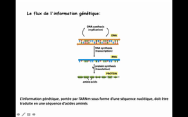 exo PCR + cours transcription