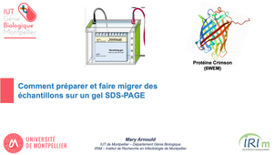 Comment préparer et faire migrer des échantillons sur un gel SDS-PAGE