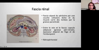 DFGSM2 12/02/2021	14:00	17:00	Reins et voies urinaires : Anatomie du Rein / Vessie (CM1 et CM2)	DURAES Marta DFGSM2	Amphi Anatomie