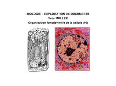 BIOLOGIE - EXPLOITATION DE DOCUMENTS :  Organisation fonctionnelle de la cellule - 10ème Partie 'Le noyau de la cellule'