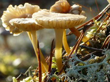 BiodivOc- Projet Consortium BELOW