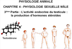 LICENCE DE BIOLOGIE Chapitre 4 : Physiologie sexuelle mâle 3ème Partie : L’activité endocrine du testicule