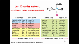 CM2 Bio Cell Les Protéines 2020_21