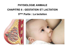 LICENCE DE BIOLOGIE Cours de Physiologie animale CHAPITRE 6 : GESTATION ET LACTATION 5ème Partie : La lactation