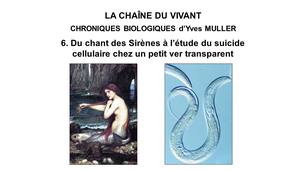 6. La Chaîne du Vivant - Chroniques Biologiques d’Yves Muller - Du chant des Sirènes à l’étude du suicide cellulaire chez un petit ver transparent
