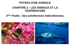 LICENCE DE BIOLOGIE Chapitre 2 – Les animaux et la température 5ème Partie : Des ectothermes hétérothermes