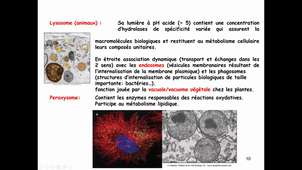 CM5 Bio Cell Partie 1 Organites - Généralités, Noyau et Transcription