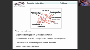 TP3. HLBE501. Squelette postcranien.