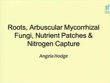 Conférence du LABEX CeMEB avec Angela Hodge : 'Roots, Arbuscular Mycorrhizal, Fungi, Nutient Patches & Nitrogen Capture'
